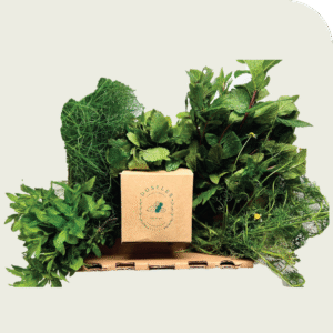 Combo Aromáticas Campo